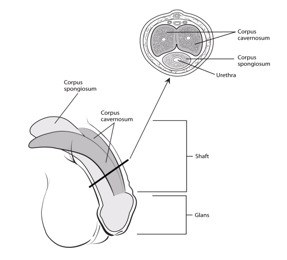 On penile head pimples