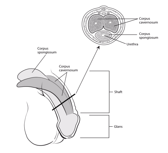 Penis head under Lump on