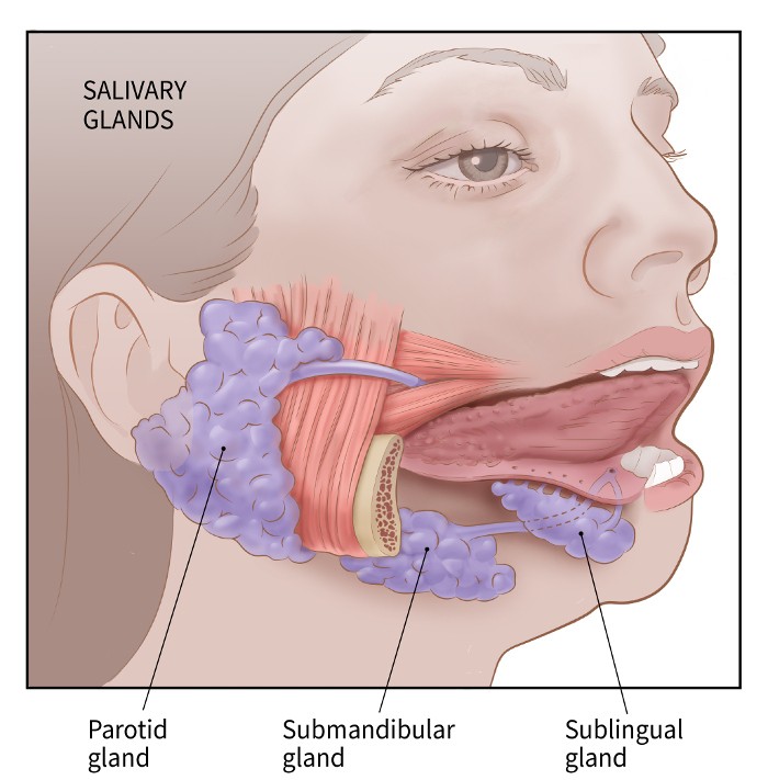 glandele salivare ajuta la prostatita la domiciliu