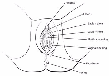 Different Labia