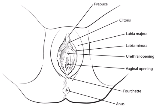 The vulva includes the opening of the vagina (sometimes called the vestibul...