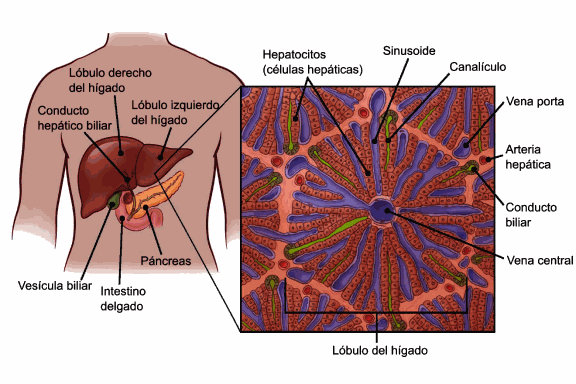 Cáncer de vesícula esperanza de vida