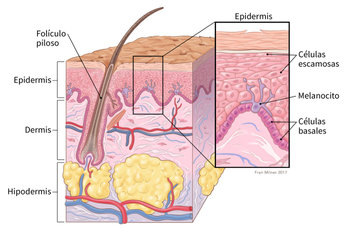 Qué son los de piel de células basales y de escamosas?