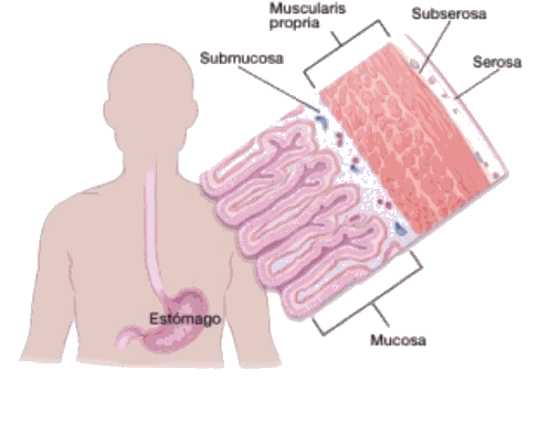 stomach-layers-spanish-2.gif