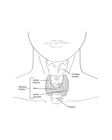 thyroid-gland-spanish.gif