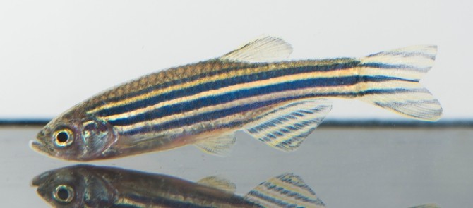 close up of a zebrafish