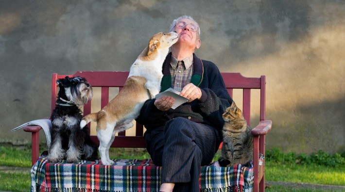 senior man sitting on a park bench with his two dogs and cat