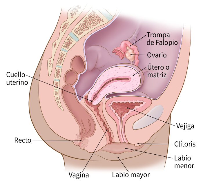 Illustration showing side view of the female pelvis including the clitoris, inner lip, outlip, rectum, vagina, cervix, ovary, fallopian tube, bladder and uterus