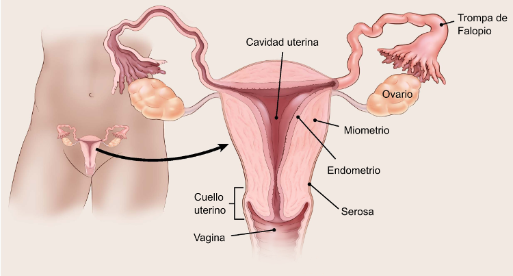 illustration showing the female reproductive organs including location of uterine cavity, endometrium, myometrium, serosa, fallopian tubes, ovaries, cervix and vagina