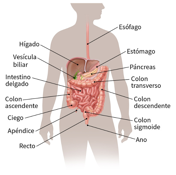 color illustration of the digestive system which shows the location of the esophagus, stomach, pancreas, transverse colon, descending colon, sigmoid colon, anus, rectum, appendix, cecum, ascending colon, small intestine, gallbladder and liver