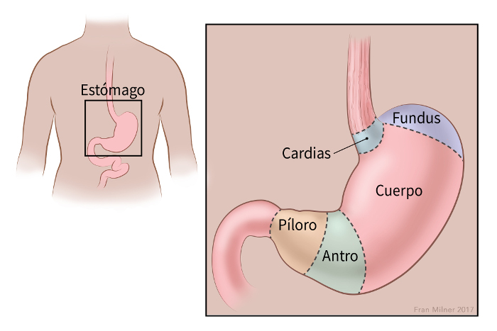 illustration showing the body of the stomach, fundus, cardia, pylorus and antrum