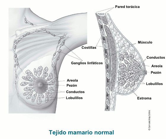 illustration showing breast anatomy from front and side views/includes the chest wall, muscle, ducts, areola, nipple, lobules, stroma, ribs and lymph nodes