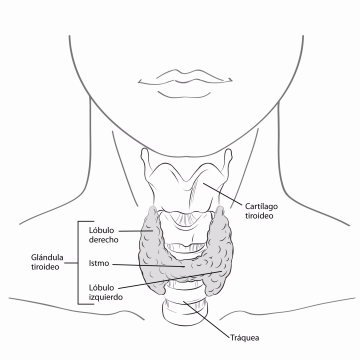 thyroid-gland-spanish.gif