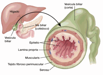 gallbladder-detail-spanish.gif