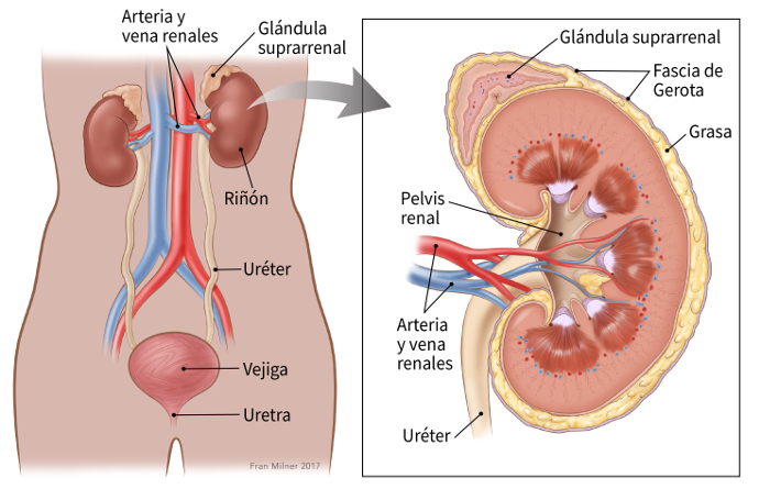 illustration showing the kidneys in relation to the renal artery and vein, adrenal gland, ureter, bladder and urethra with a window showing greater detail including adrenal gland, gerota's fascia, renal pelvis, renal artery and vein, ureter and fat