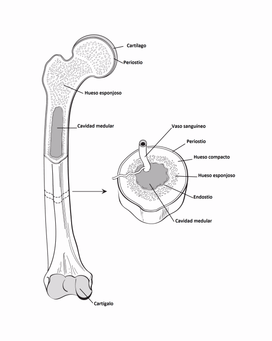 Illustration showing structure of bone including cartilage, periosteum, spongy bone, medullary cavity. Also shows a cross section of bone showing blood vessel, periosteum, compact bone, spongy bone, edosteum, medullary cavity.