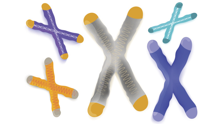 drawing of telomeres