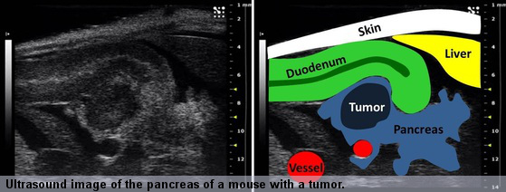 ultrasound image of the pancreas of a mouse with a tumor