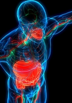 Blue light outline of human body with red digestive organs